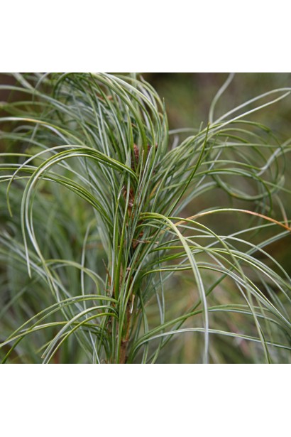 Сосна Сквіглс хвоя